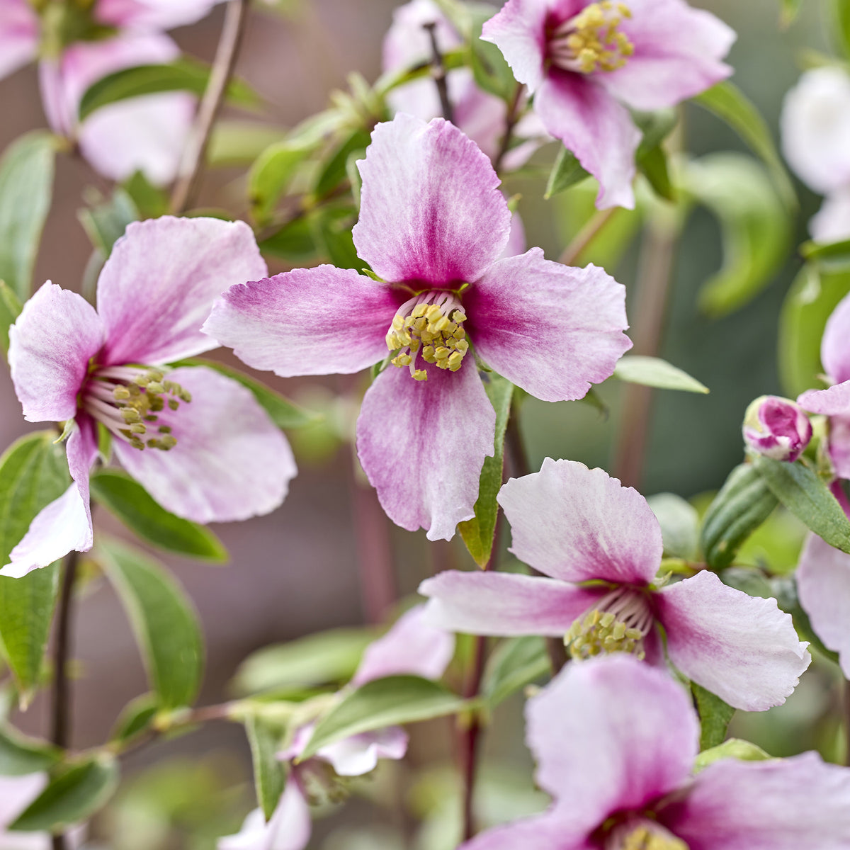 Gartenjasmin Petite Perfume® Pink