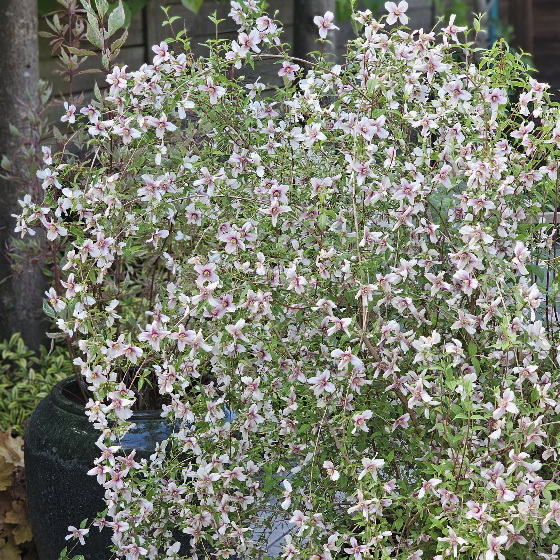 Gartenjasmin Petite Perfume® Pink