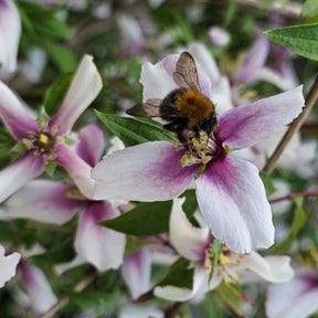 Blühende Sträucher - Gartenjasmin Petite Perfume® Pink - PHILADELPHUS coronarius Petite Perfume Pink ®