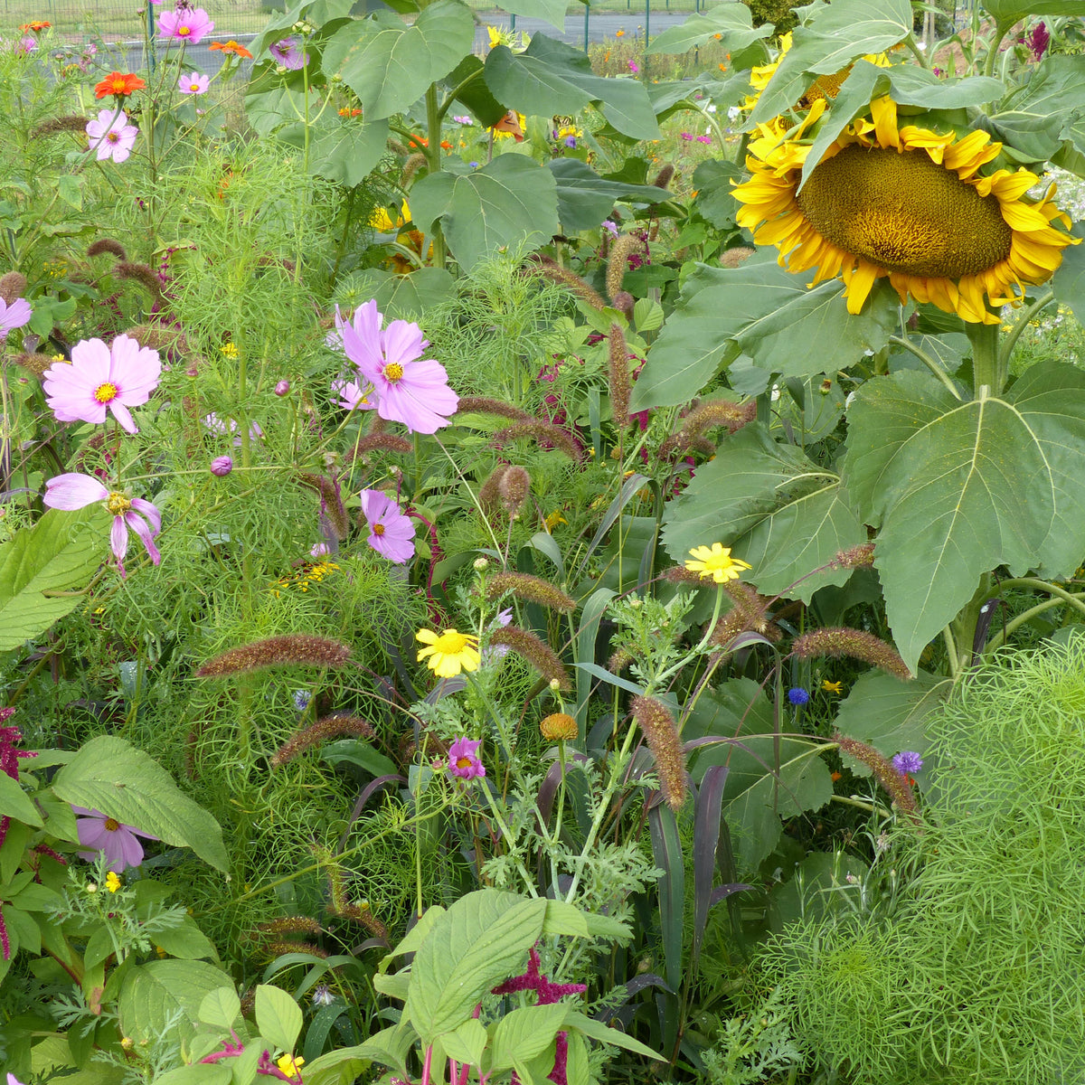 Blumenmischung für Vögel - Willemse