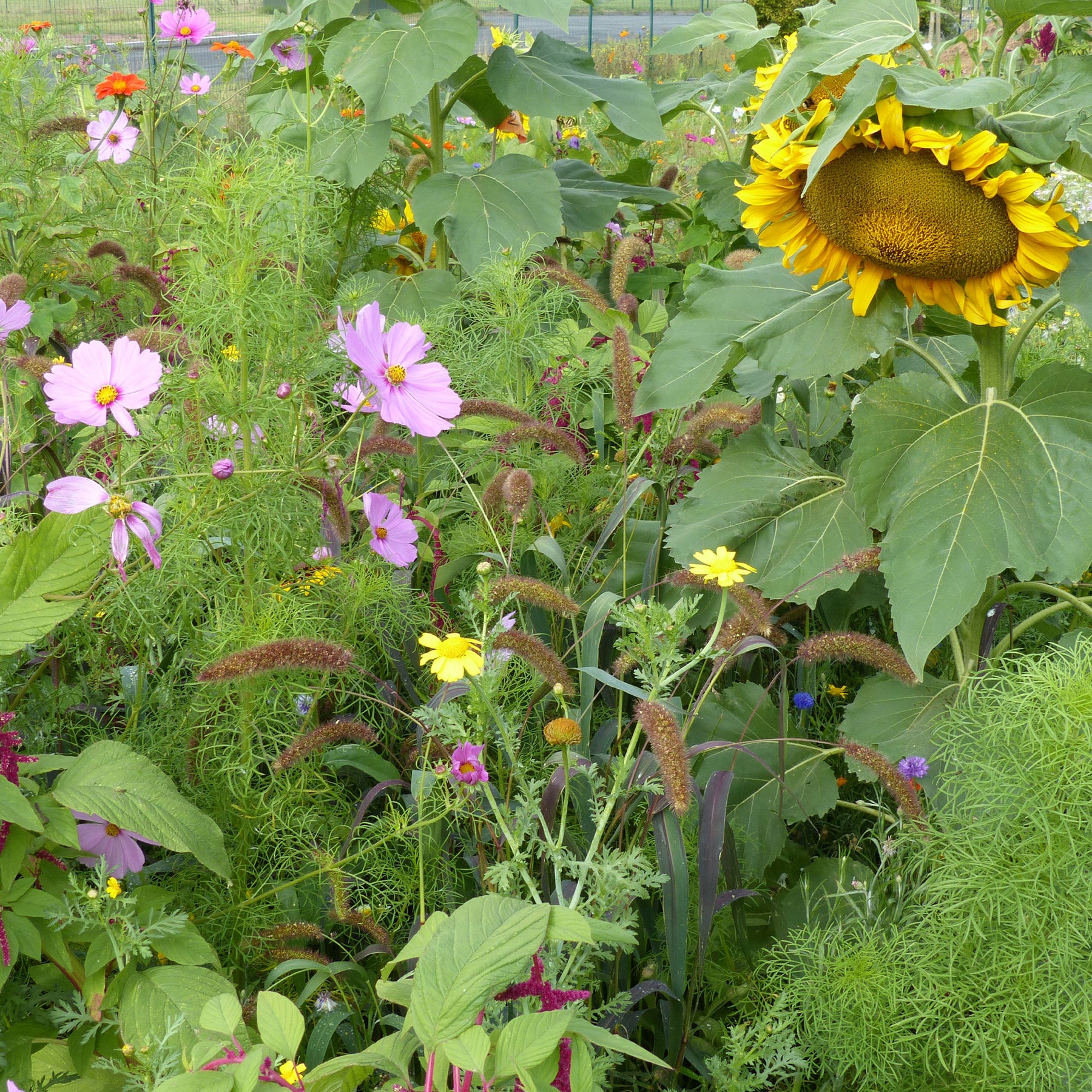 Blumenmischung für Vögel - Willemse