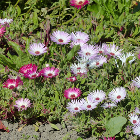Mittagsblumen Mischung - Willemse
