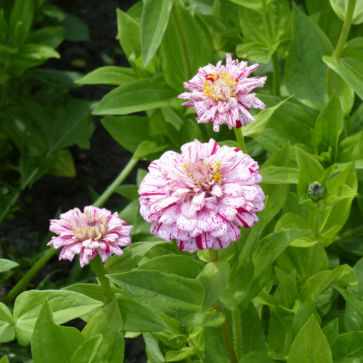 Zinnie 'Peppermint Stick' - Zinnia peppermint - Willemse
