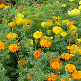 Studentenblumen gefüllt Mischung - Willemse