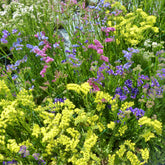 Strandflieder Mischung - Limonium sinuata - Willemse