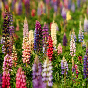 Lupinen Russel Hybriden Mischung - Willemse