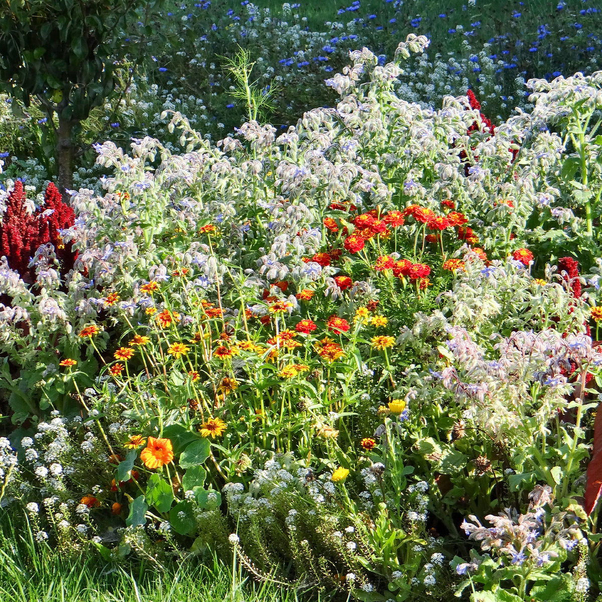 Blumenmischung gegen Schnecken - Willemse