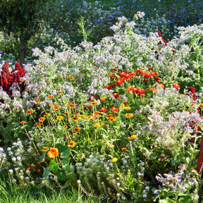 Blumenmischung gegen Schnecken - Willemse