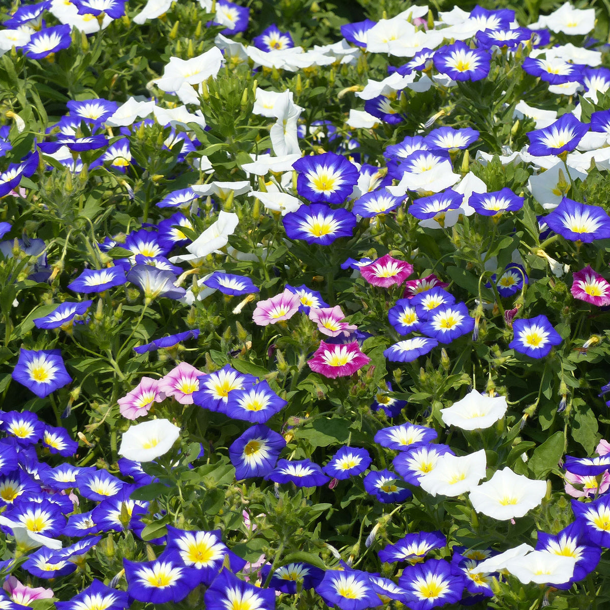 Dreifarbige Winde - Convolvulus tricolor - Willemse