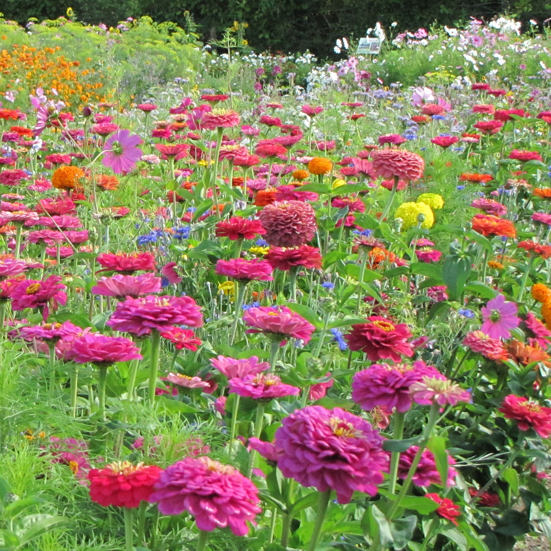 Schnittblumenmischung Saatgut -  - Willemse