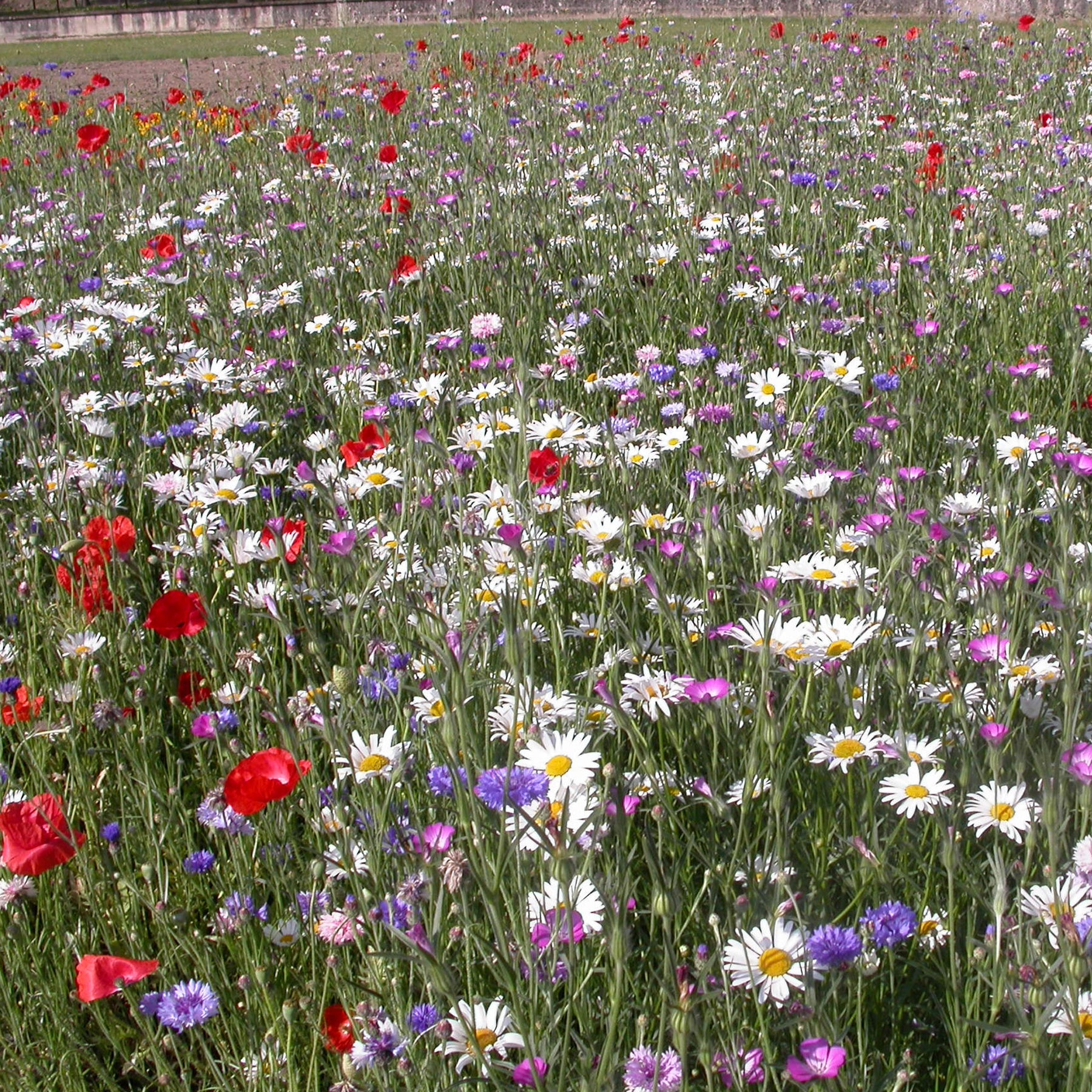 Feldblumenmischung - Mélange fleurs des champs - Willemse