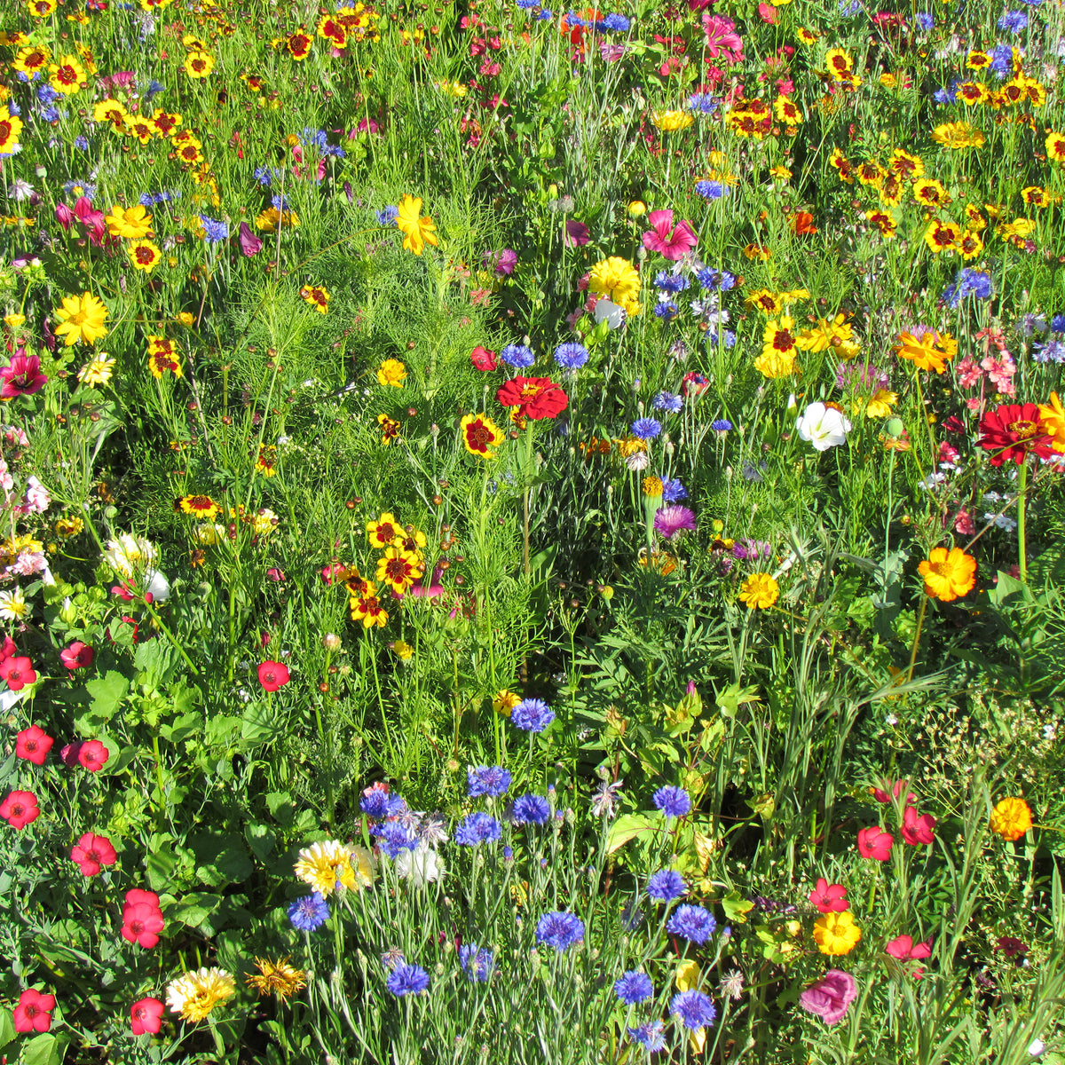 Sommerblumen-Mix multicolour - Willemse