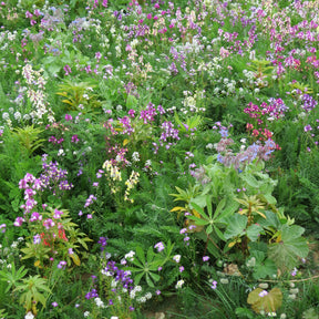 Blumenmischung für schattige Standorte - Willemse