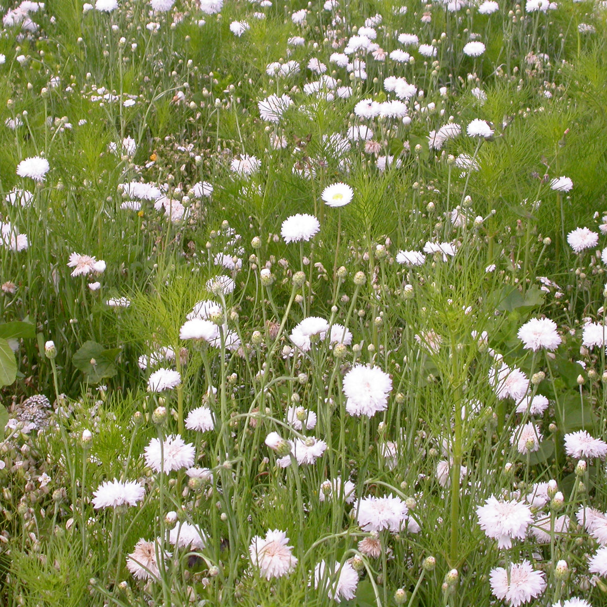 Cremefarbene Blütenmischung - Willemse