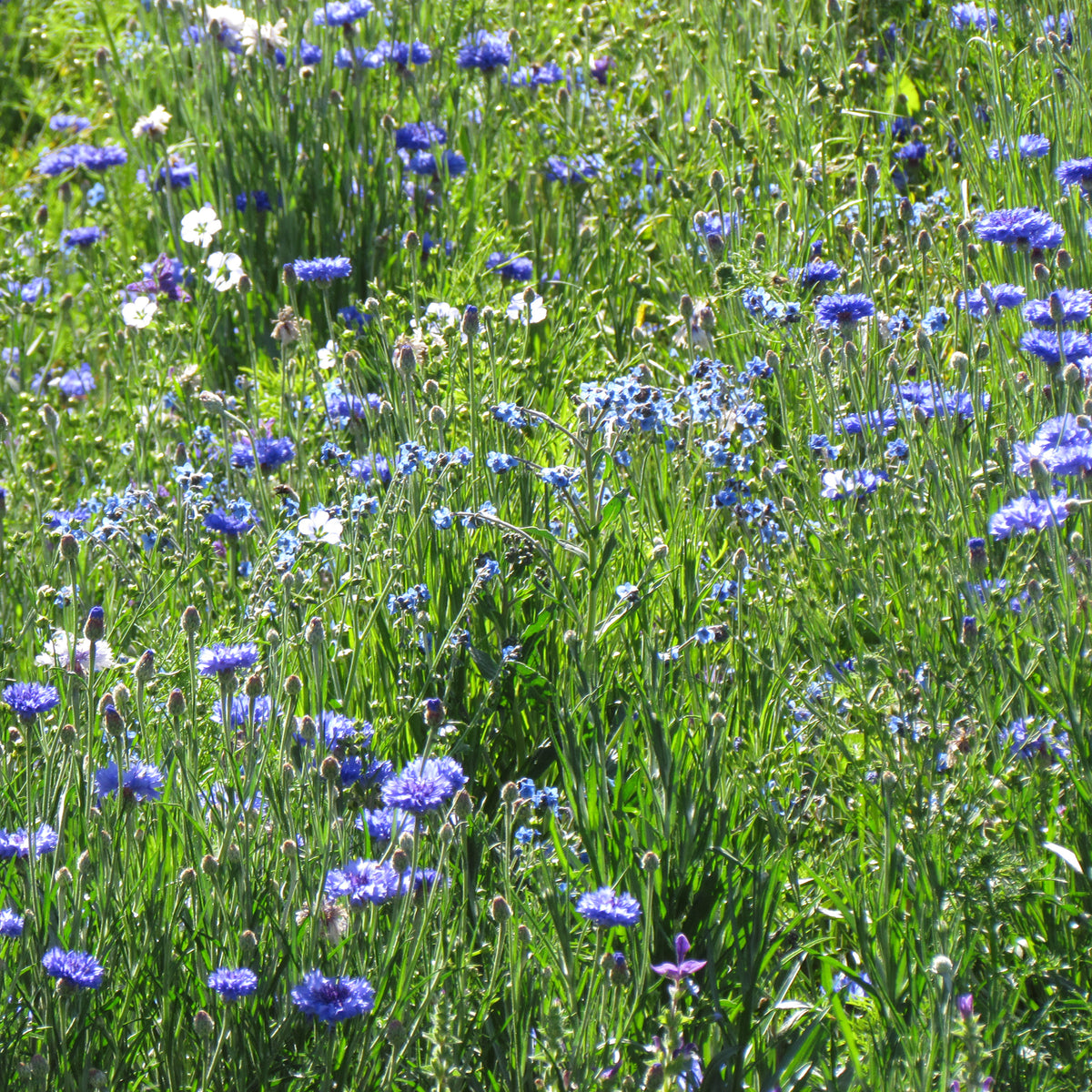 Blaue Blütenmischung - Willemse