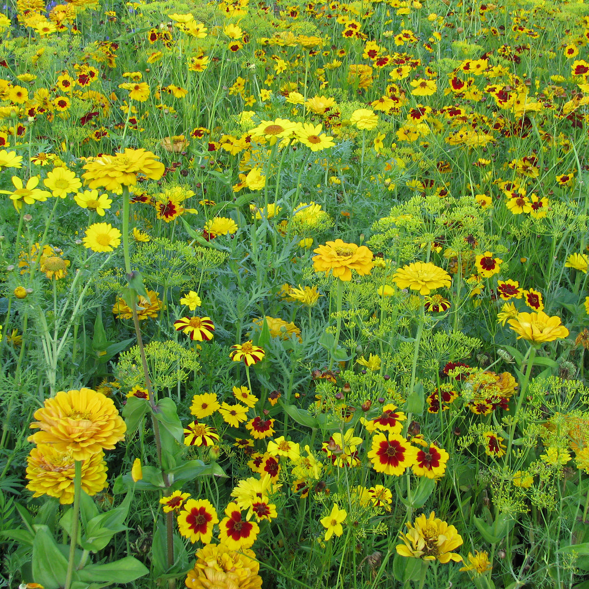 Goldfarbene Blütenmischung - Willemse