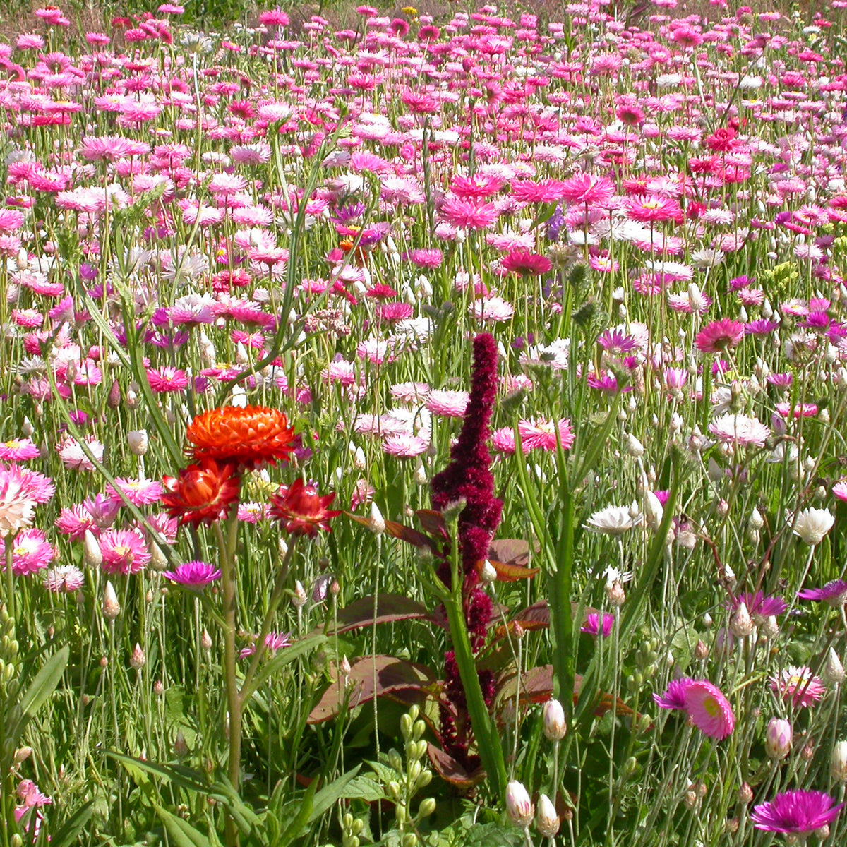 Blumenmischung für Trockenblumensträuße - Willemse