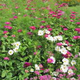 Sommerliche Blumenmischung - Willemse