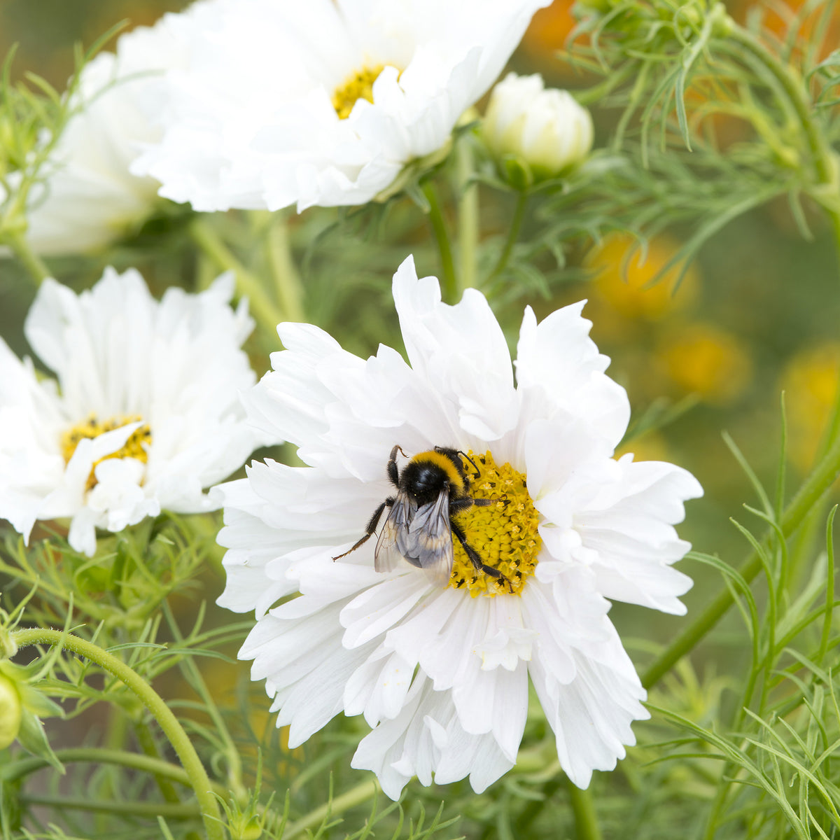 Schmuckkörbchen 'Double Dutch White' - Willemse