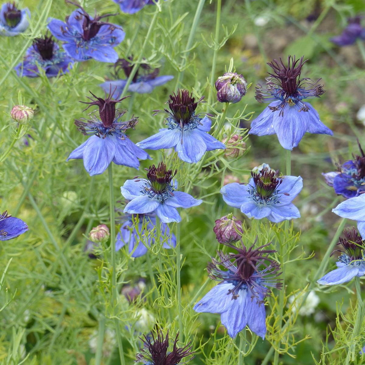 Nigella papillosa (hispanica) - Spanischer Schwarzkümmel 'Midnight' - Blumensamen