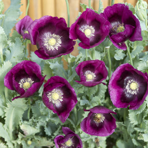 Schlafmohn Lauren's Grape - Papaver somniferum Lauren's Grape - Willemse