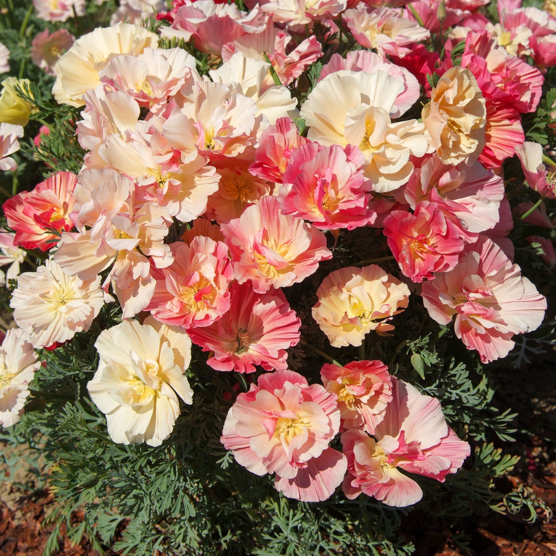 Goldmohn 'Thai Silk Appleblossom' - Eschscholzia californica 'Thai Silk Appleblossom Chiffon imp.' - Willemse