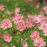 Schmuckkörbchen 'Apricotta' - Cosmos Apricotta - Willemse