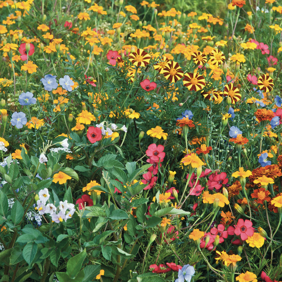 Blumen gegen Kartoffelkäfer - Willemse