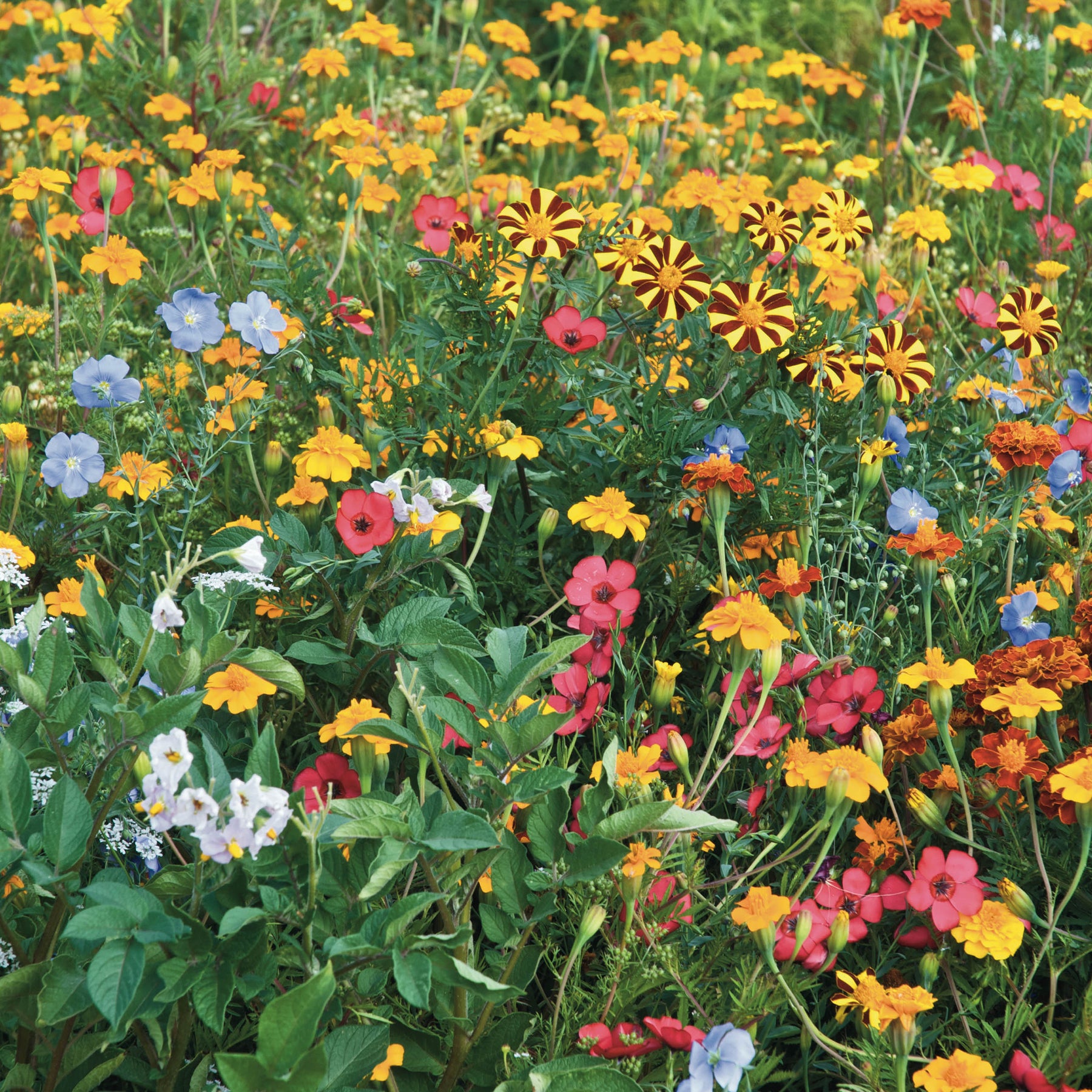 Blumen gegen Kartoffelkäfer - Willemse