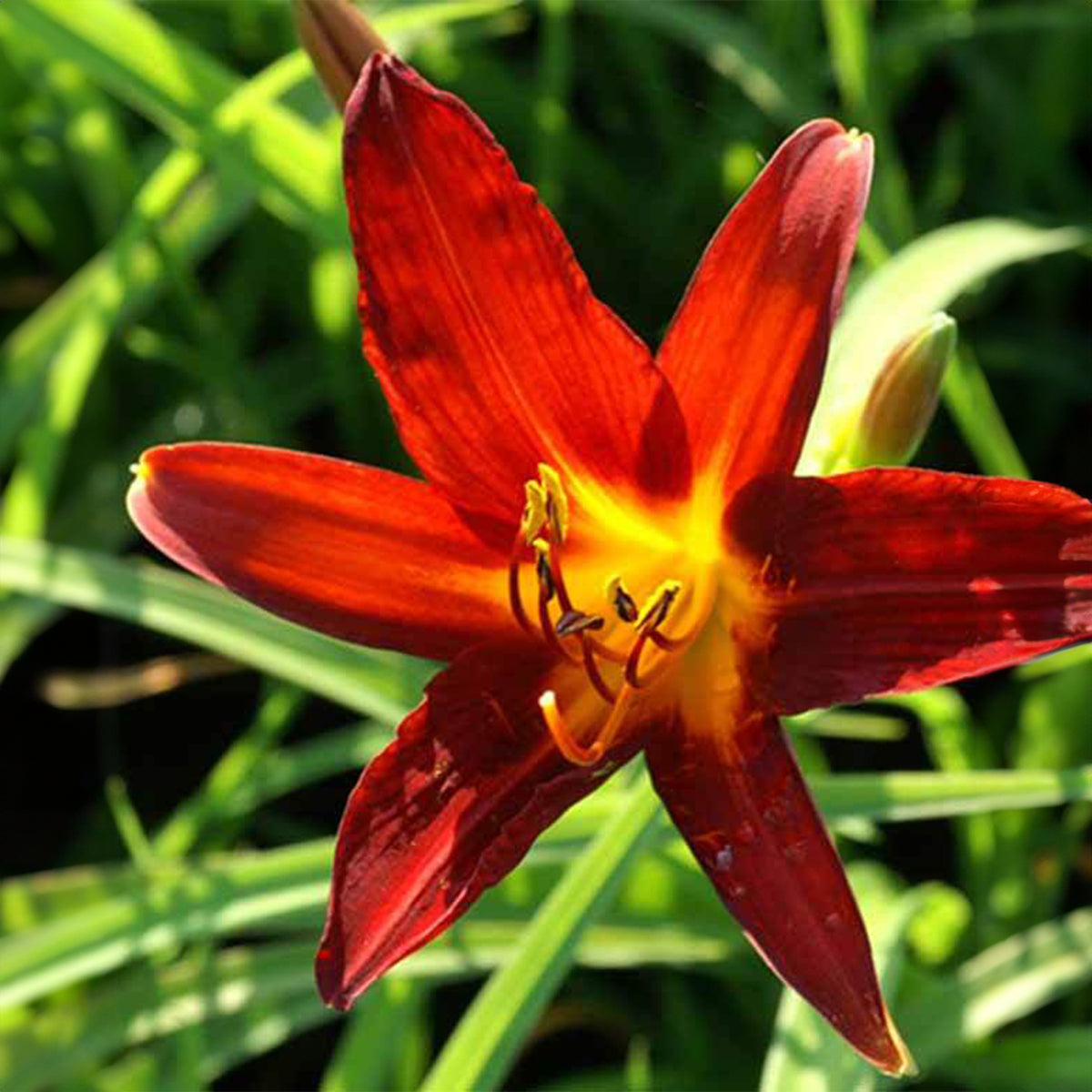 Taglilie Sammy Russell - Hemerocallis sammy russell - Willemse