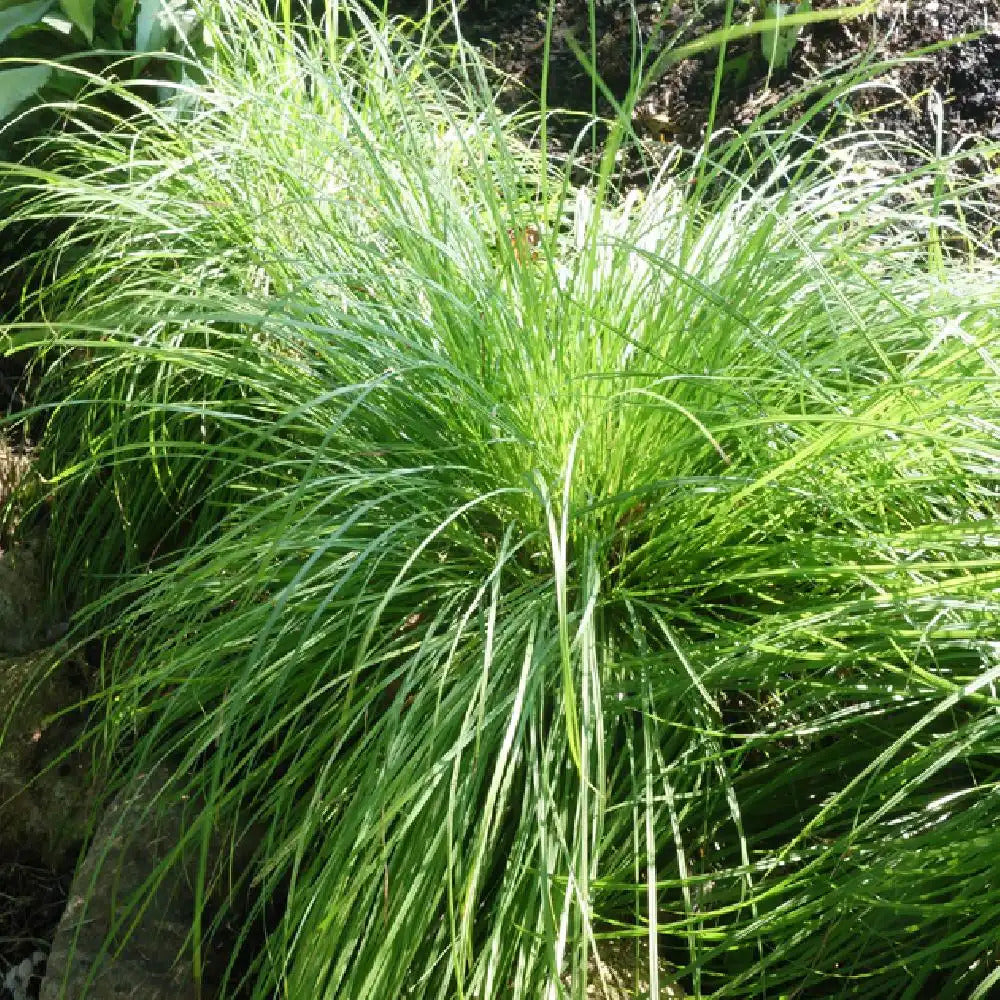 Bergsegge - Carex montana - Willemse