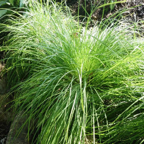 Bergsegge - Carex montana - Willemse