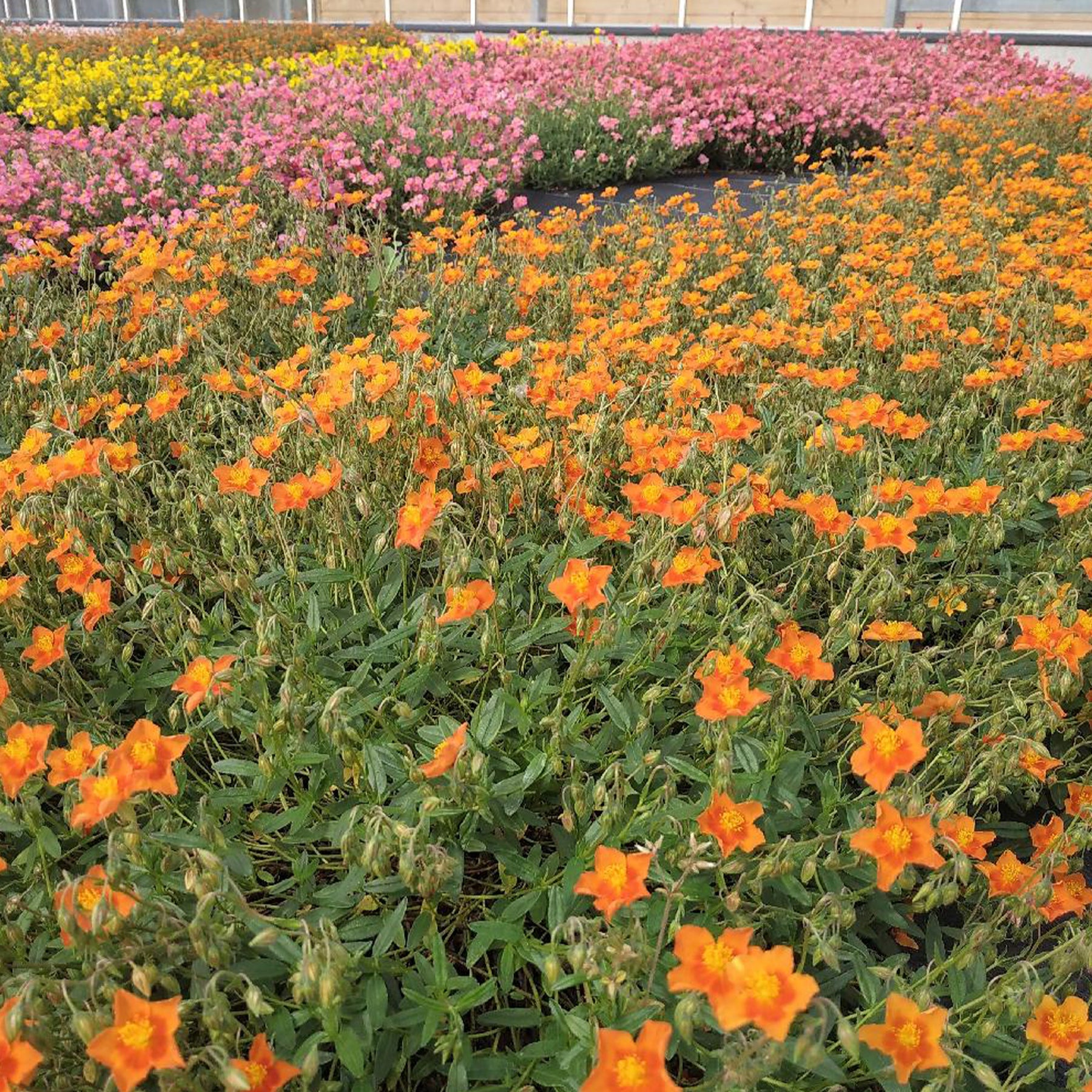 Sonnenröschen 'Bronzeteppich' - Helianthemum Bronzeteppich - Willemse