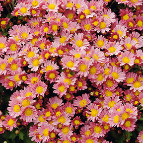 Pazifik-Chrysantheme ‘Bengo Rosa’ - Ajania bellania Bengo Rosa - Willemse
