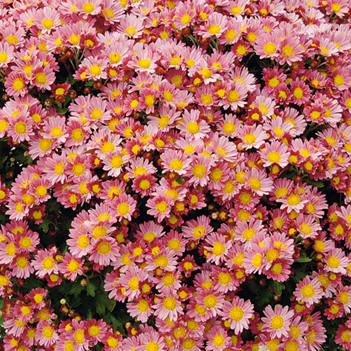 Pazifik-Chrysantheme ‘Bengo Rosa’ - Willemse