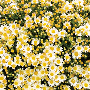 Pazifik-Chrysantheme ‘Bengo Weiß’ - Willemse