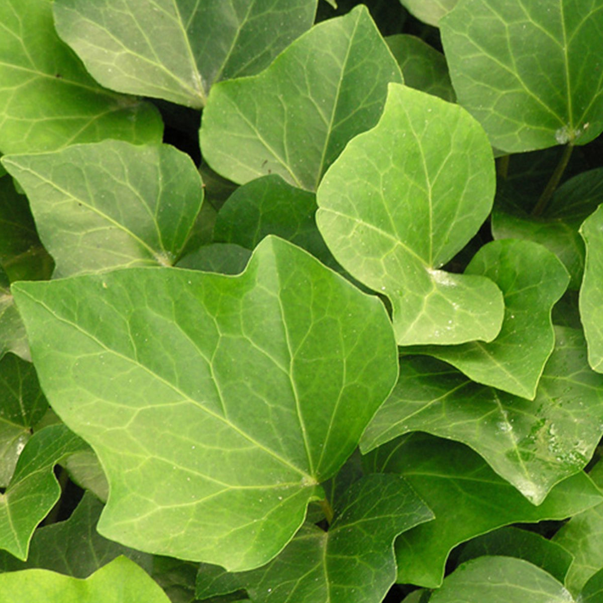 Efeu Algerian Bellecour - Hedera algeriensis Algerian Bellecour - Willemse