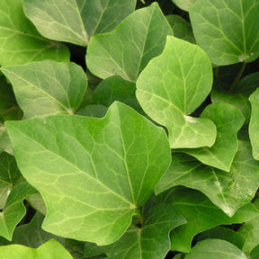 Efeu Algerian Bellecour - Hedera algeriensis Algerian Bellecour - Willemse