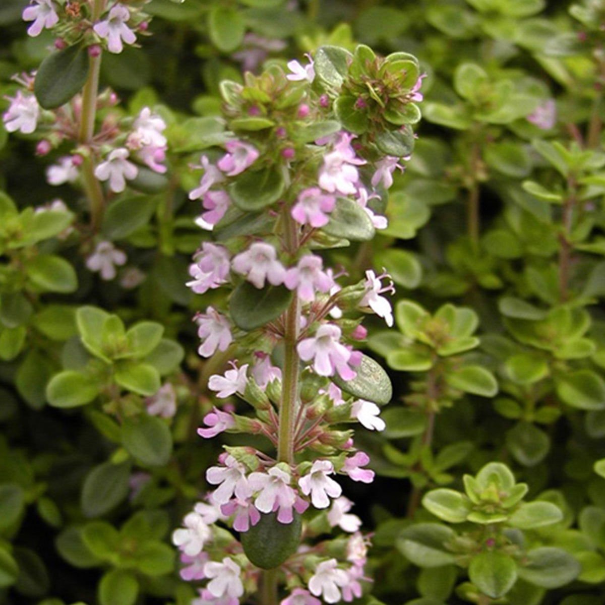 Sand-Thymian - Thymus serpyllum - Willemse