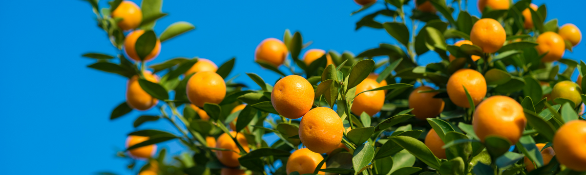 Obstpflanzen