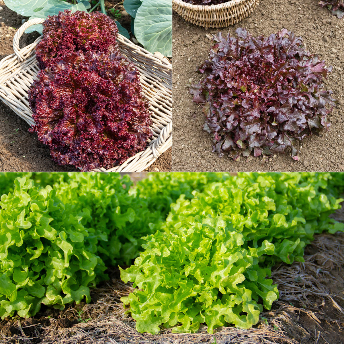 Pflücksalat-Kollektion