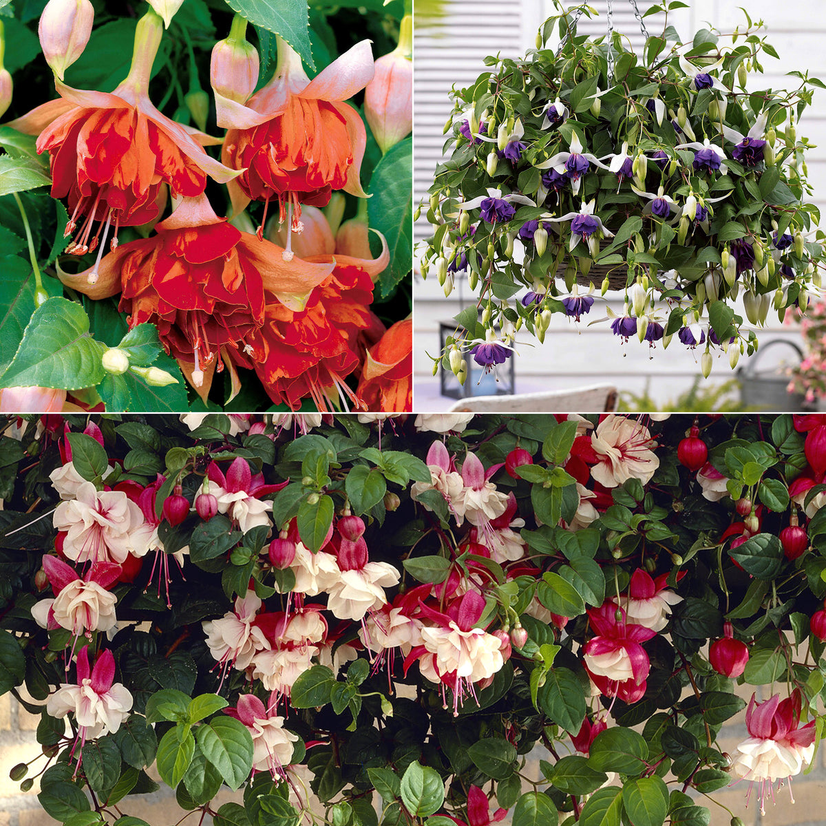 Hängende Fuchsien Mischung (Bicentennial, Blue Angel, Swingtime) (x6)