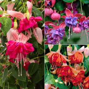 Fuchsien Mischung (Bicentennial, Dark Eyes, Bella Rosel) (x6)