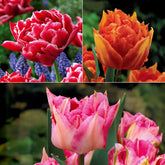 Tulpen frühblühende Murillo-Mischung (x25)