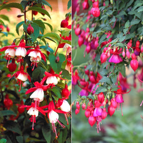 Winterharte Fuchsien Mischung (x6)