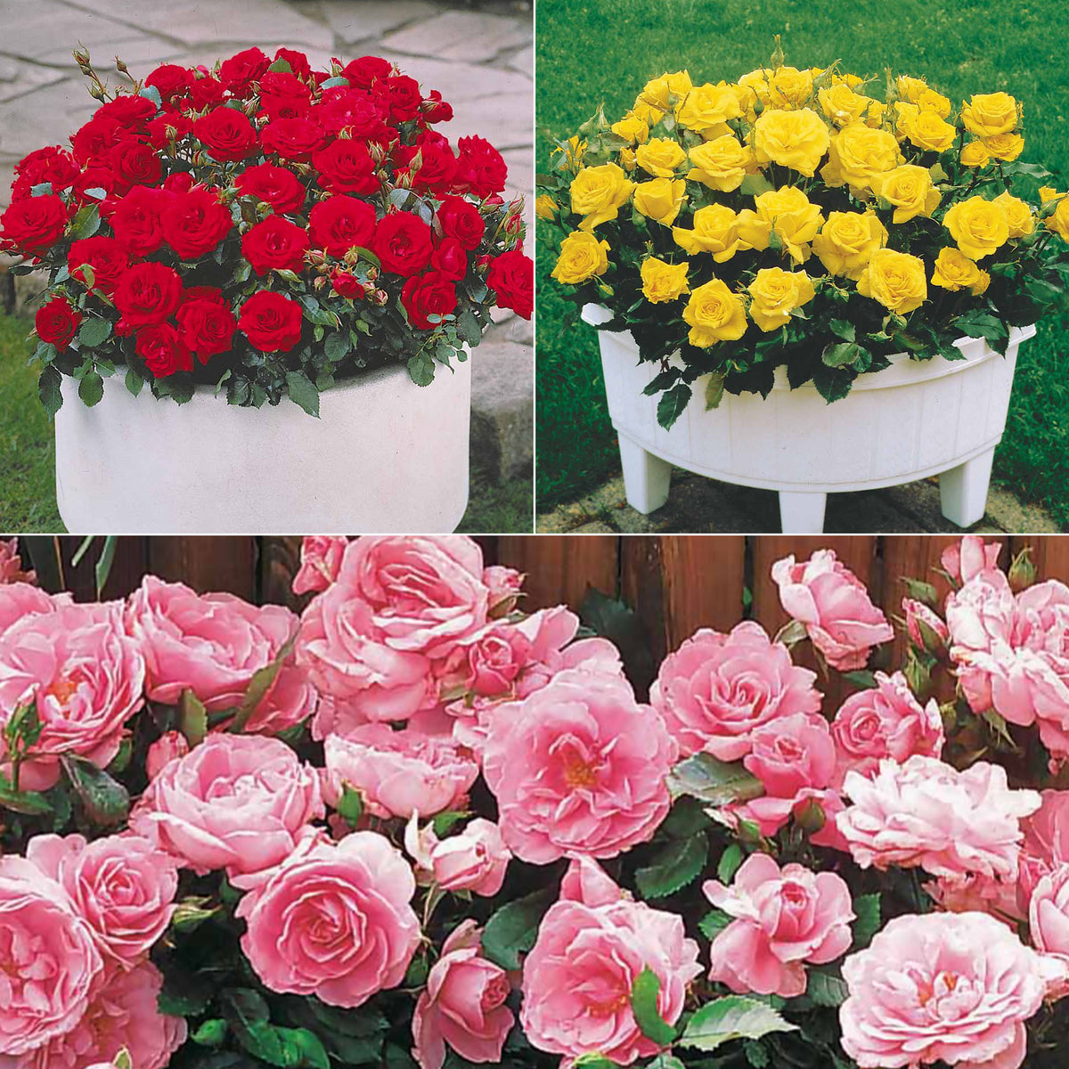 Randilla-Mini-Rosen: rot + gelb + rosa (x3)
