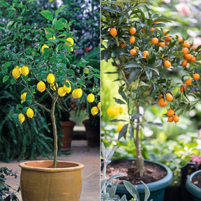 Zitrus-Kollektion Kumquat & Zitronenbaum (x2)