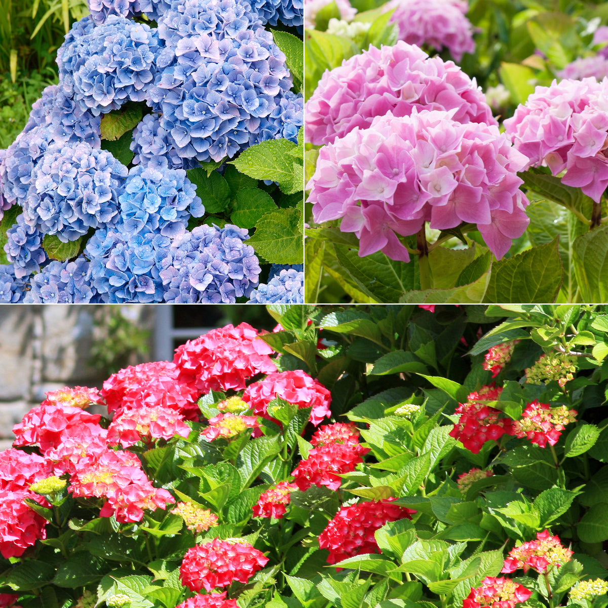 Hortensien-Sammlung: rot, blau, rosa (x3)