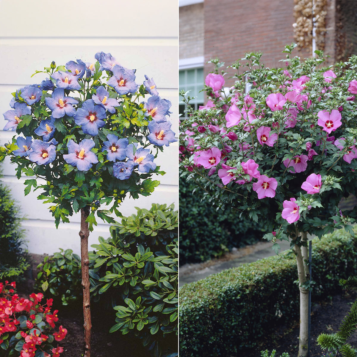 Sammlung von Gartenhibiskus auf Stamm (x2)