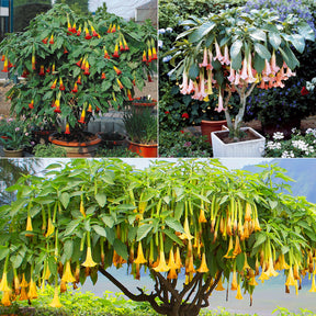 Brugmansia-Sammlung: Rot und Gold, Gelb, Rosa. (x3)